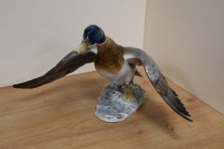 A Rosenthal Porcelain 'Wild Duck' study, number 1671, modelled as a Mallard duck taking flight