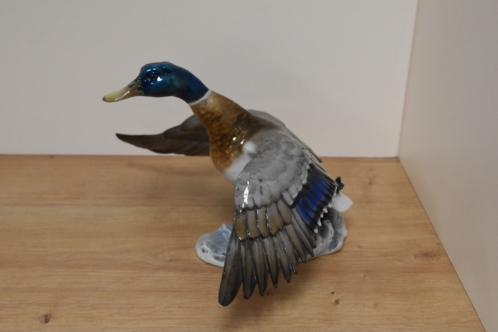 A Rosenthal Porcelain 'Wild Duck' study, number 1671, modelled as a Mallard duck taking flight - Image 2 of 5