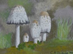 Chris Chadwick (20th Century, British), pastel on paper, Four mushroom and fungi themed studies,