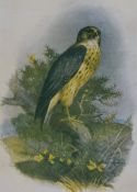 19th/20th Century British School, coloured prints, An assorted collection of bird prints, after