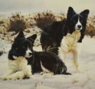 After Steven Townsend (b.1955, British), Artist's Proof, 'Anticipation' Springer Spaniel, signed