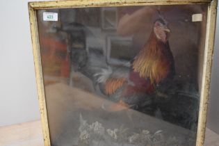 A cased taxidermy study of a bantam cockerel