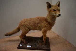 A taxidermy study of a fox cub mounted on a wooden plinth