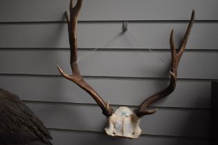 A set of 8 point antlers attached to skull