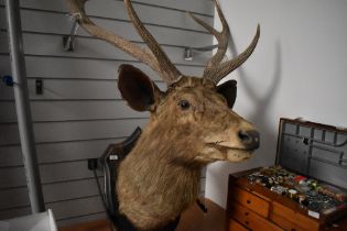 A Large deer mask with 6 point antlers mounted on a wooden shield (some condition issues viewing