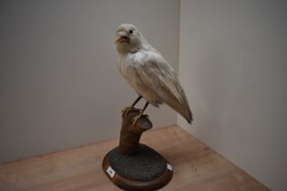 A taxidermy study of a white crow (RARE ALBINO) perched on a branch and mounted on a wooden plinth