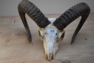 A Rams skull and Horns