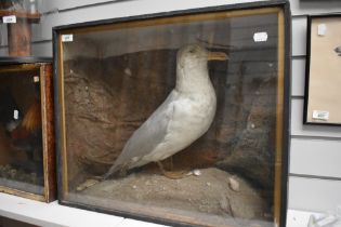 A cased taxidermy study of a herring gull