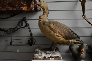 A taxidermy study of a goose on plinth