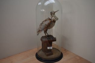 A taxidermy study of a woodcock under a victorian glass dome on ebonised base