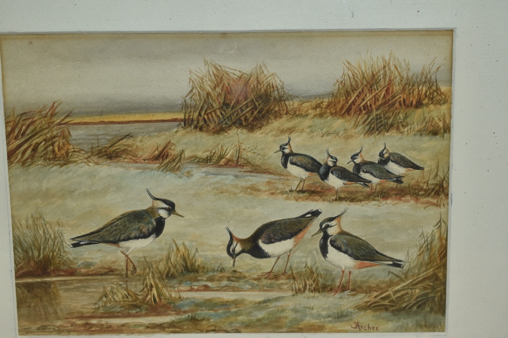 Frances Archer (19th/20th Century, British), watercolour, 'Peewits', signed to the lower right, - Image 5 of 5