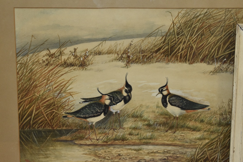 Frances Archer (19th/20th Century, British), watercolour, 'Peewits', signed to the lower right, - Image 4 of 5