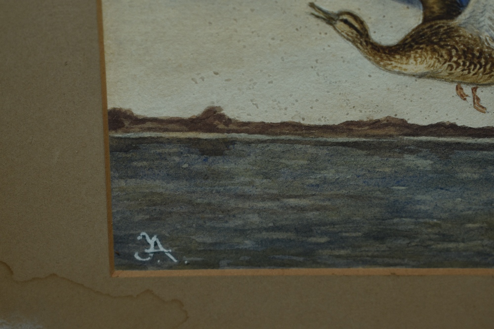 Frances Archer (19th/20th Century, British), watercolour, 'Peewits', signed to the lower right, - Image 3 of 5