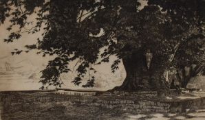 R.Sulker (19th/20th Century), etching, Chevan Tree, signed to the margin, framed, mounted, and under