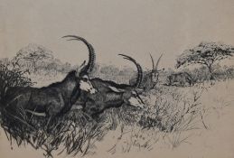 Roy Woodhouse (20th Century, British), etching, Sable Antelopes, signed to the mount, framed,