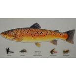 After Dave Voorvelt (b.1947, South African), coloured print, Brown Trout above a display of