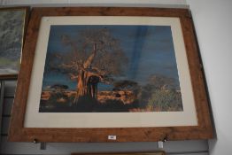 A 20th century coloured photographic print depicting an African Boabab tree, indistinctly signed