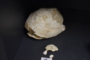 A fossilised tortoise shell, measuring 17cm long