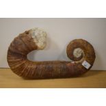 A heteromorph ammonite, measuring 28cm long