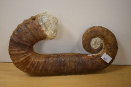 A heteromorph ammonite, measuring 28cm long