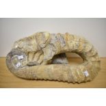 A large fossilised Ammonite, of geological interest, approx 52cm width.