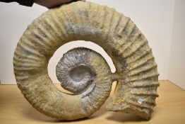 A large fossilised Ammonite, of geological interest, approx 52cm width.