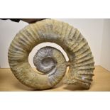 A large fossilised Ammonite, of geological interest, approx 52cm width.