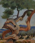 20th Century School, mixed media, A contorted desert tree, framed, mounted, and under glass,