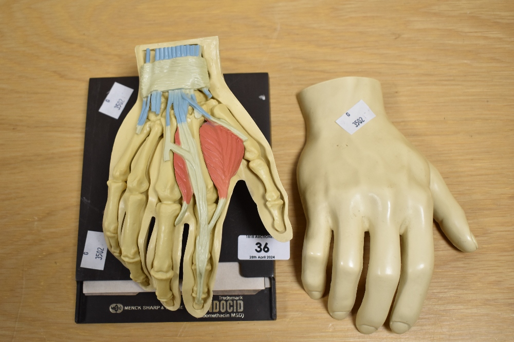 A mid-20th Century Merck Sharp & Dohme anatomical hand model, measuring 23cm long