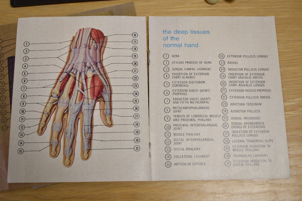 A mid-20th Century Merck Sharp & Dohme anatomical hand model, measuring 23cm long - Image 2 of 2