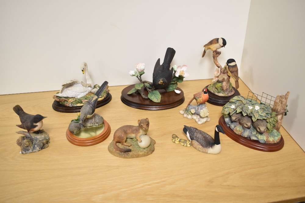 A group of mixed ornithological and animal studies, Border Fine Arts, Aynsley and Royal Doulton,