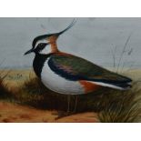 20th Century School, sculptograph/watercolour, A lapwing, framed, mounted, and under glass,