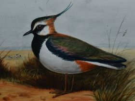 20th Century School, sculptograph/watercolour, A lapwing, framed, mounted, and under glass,