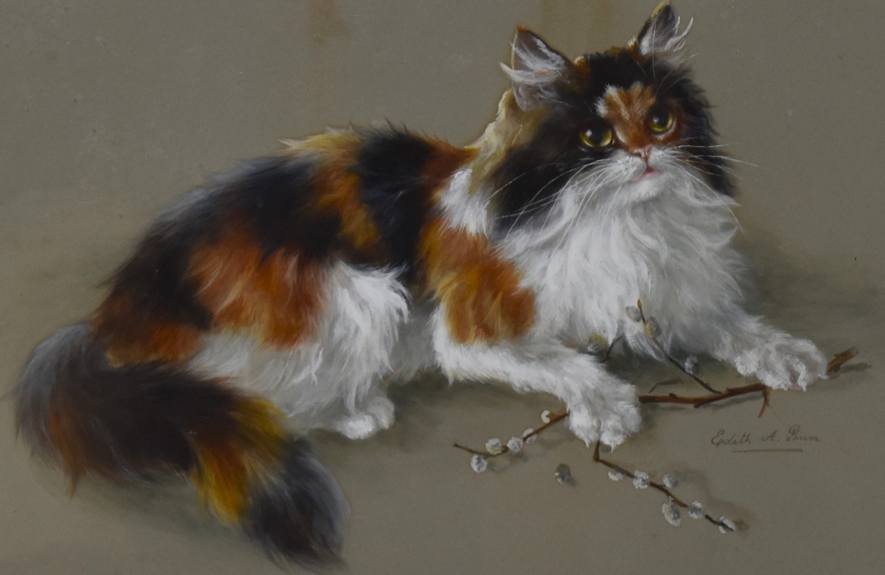 Edith A. Penn (20th Century, British), watercolour and gouache, A calico cat portrait, framed and