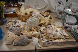 A good collection of assorted sea shell including sea urchin, star fish and razor clams etc.