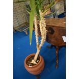 A Yukka plant with pot