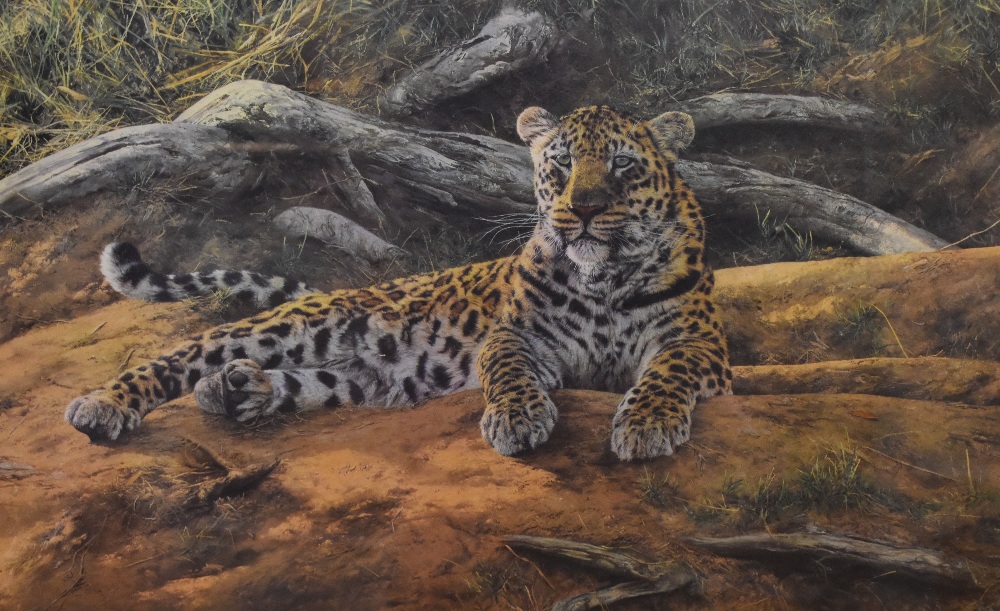 After Anthony Gibbs (b.1951, British), coloured lithograph, 'Dawn's First Scent', a resting leopard,