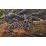 After Anthony Gibbs (b.1951, British), coloured lithograph, 'Dawn's First Scent', a resting leopard,