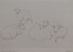 Dido Crosby (b.1961, British), pencil on paper, 'Tups Resting, Pett, East Sussex', signed to the