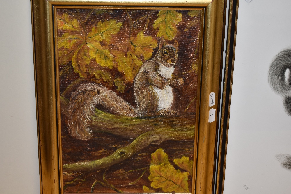 20th Century School, oil on board, A grey squirrel resting on a branch, framed, measuring 23cm x - Image 4 of 5