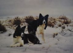 After Steven Townsend (b.1955, British), coloured print, 'Snow Search', Two border collies in