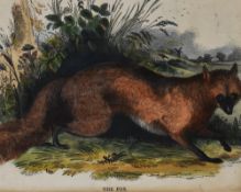 After Josiah Wood Whymper (1813-1903, British), coloured print, The Fox, framed and under glass,
