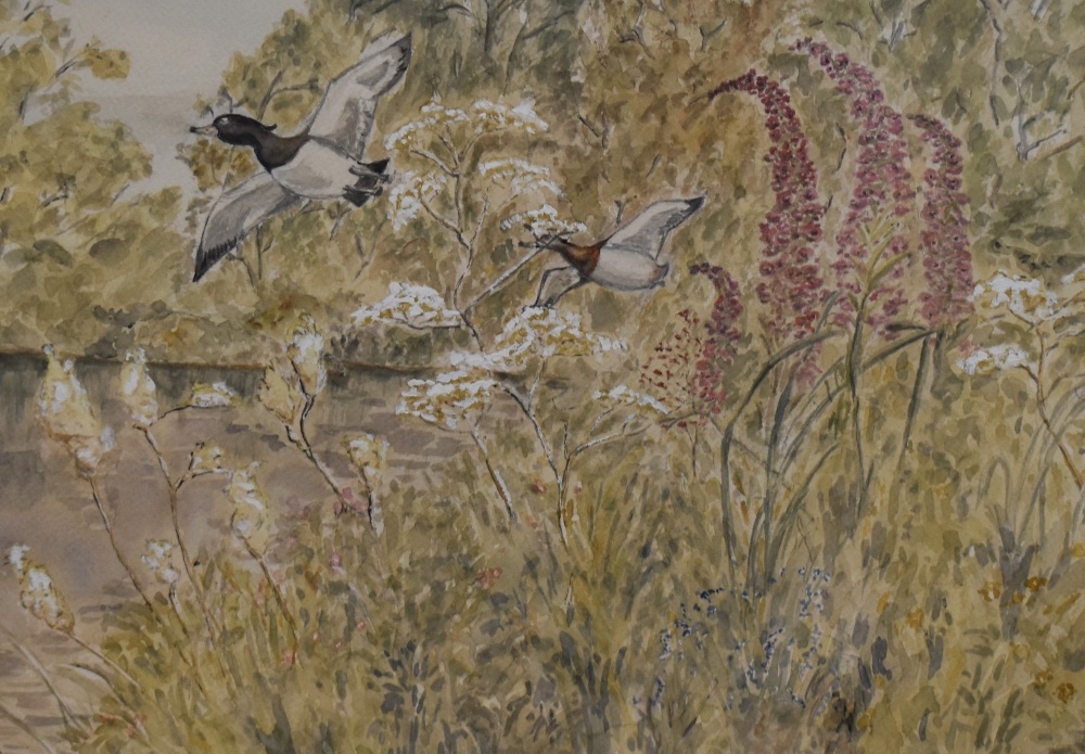 20th Century School, watercolour and gouache, Ducks in flight, signed and dated '92 to the lower