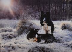 After Steven Townsend (b.1955, British), coloured print, 'Early Light', Two border collie dogs,