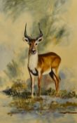 20th Century School, oil on board, An amateur study of an antelope, framed, measuring 33cm x 48cm
