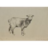 John Cooke (1929-2018, British), pencil on paper, A sketch of a sheep, signed to the lower right,