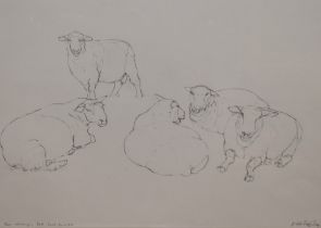 Dido Crosby (b.1961, British), pencil on paper, 'Tups Resting, Pett, East Sussex', signed to the