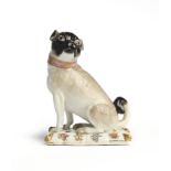 A MEISSEN FIGURE OF A PUG, MID 18TH CENTURY