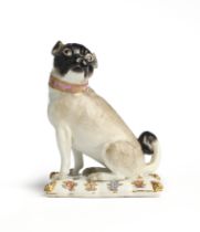 A MEISSEN FIGURE OF A PUG, MID 18TH CENTURY