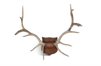 A SET OF IRISH DEER ANTLERS, each antler with six points, mounted on a stained wooden crest.